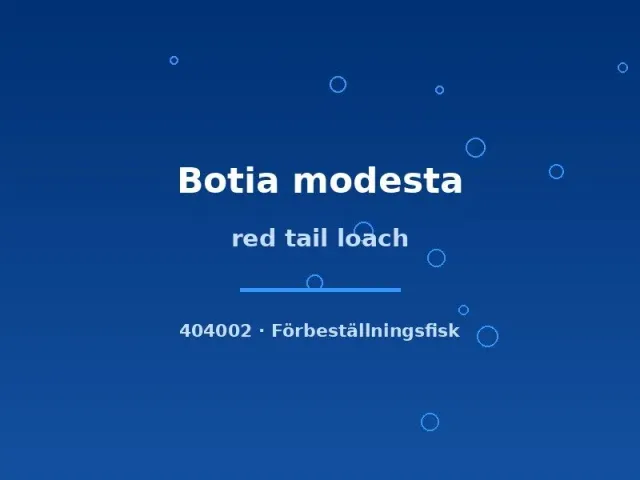 Näsets Ciklidhobby Botia modesta akvariefisk 4–5 cm bottenfisk