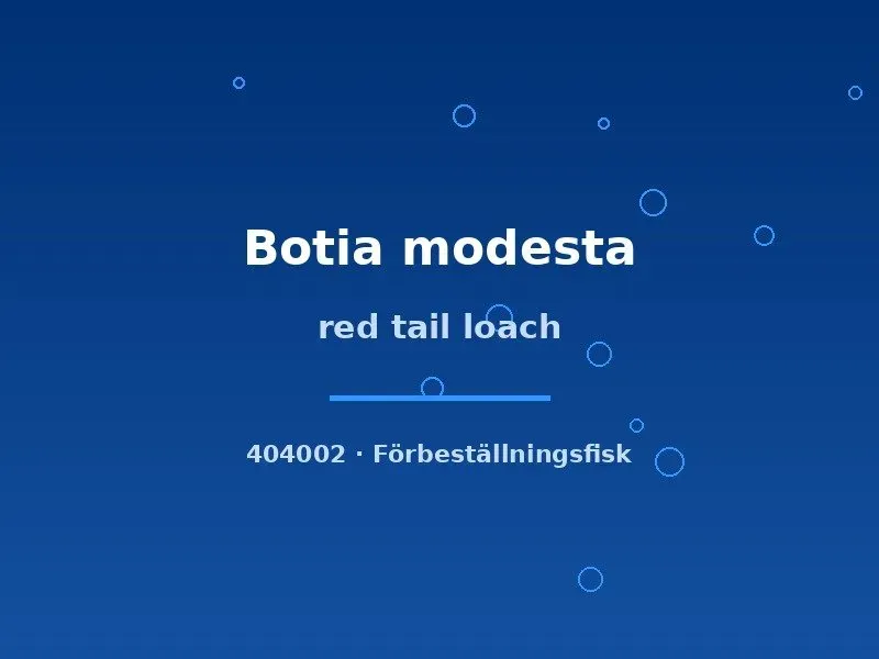 Näsets Ciklidhobby Botia modesta akvariefisk 4–5 cm bottenfisk