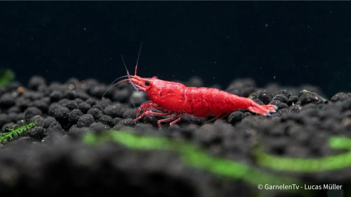Garnelen TV Red Sakura räka Neocaridina davidi röd