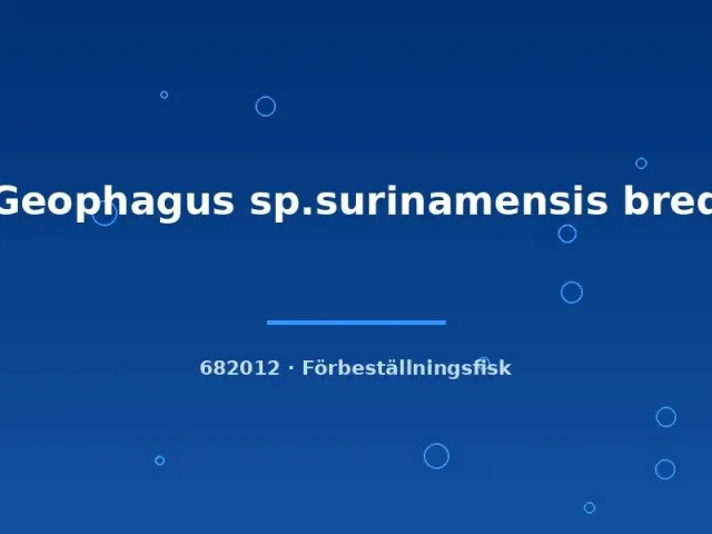 Näsets Ciklidhobby Geophagus surinamensis ciklid 5–7 cm jordätare