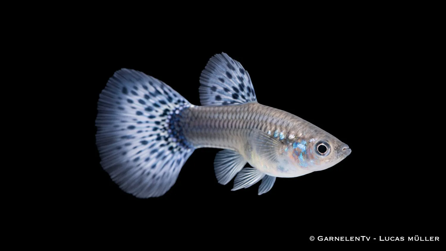 Garnelen TV Guppy Cobra Blue hona Poecilia reticulata