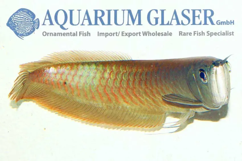 Näsets Ciklidhobby Silver Arowana rovfisk 7–9 cm