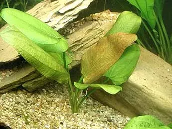 Näsets Echinodorus scaber akvarieväxt pot rosett
