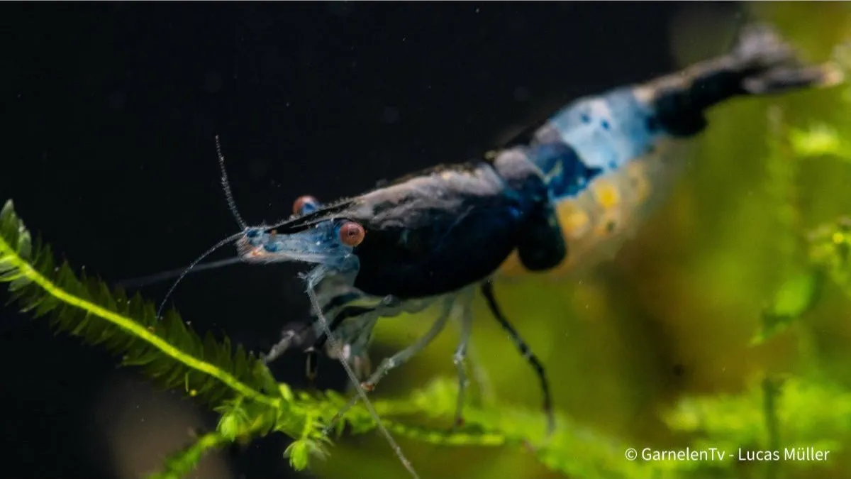 Garnelen TV Neocaridina Blue Carbon Rili räka blå