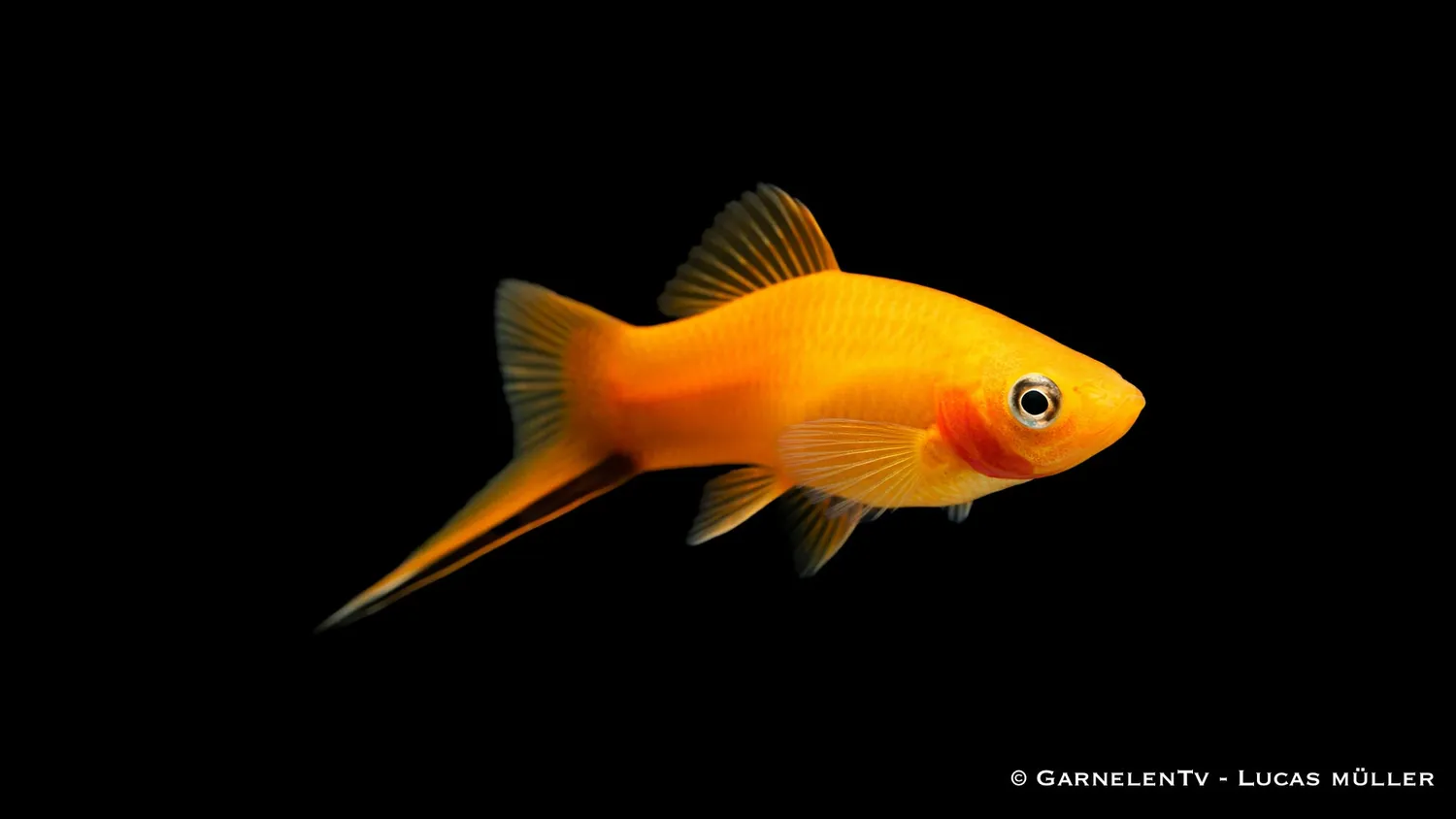 Svärdbärare Marygold akvariefisk Xiphophorus helleri