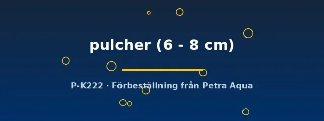 Näsets Ciklidhobby L168 Zonancistrus pulcher mal 6–8 cm nattaktiv