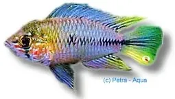 Näsets Ciklidhobby Apistogramma Borelli Paraquai dvärgciklid 3-4