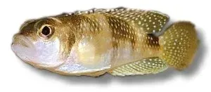 Näsets Ciklidhobby Lamprologus meleagris ciklid 2,5–3 cm