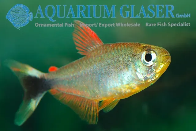 Näsets Ciklidhobby Junior tetra lg akvariefisk robustulus