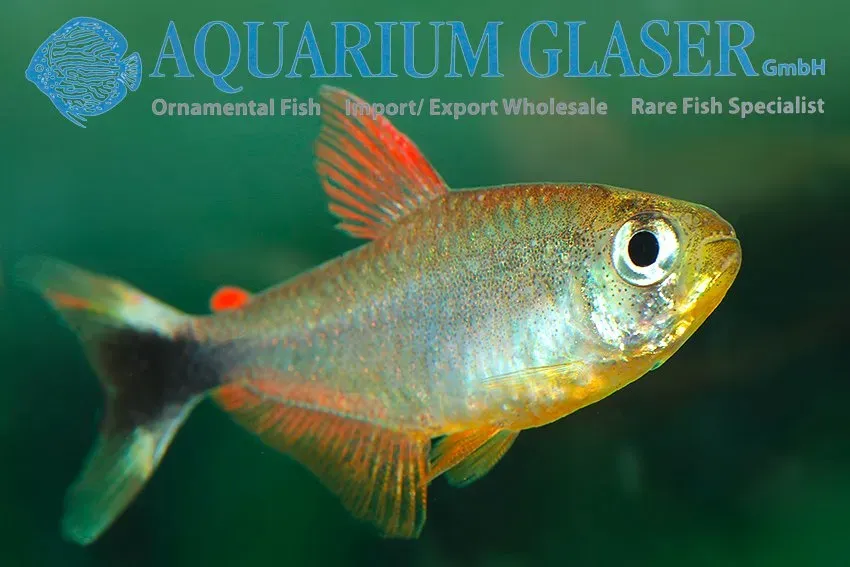 Näsets Ciklidhobby Junior tetra lg akvariefisk robustulus