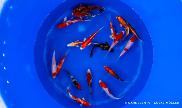Garnelen TV koi Cyprinus carpio 15–18 cm dammfisk