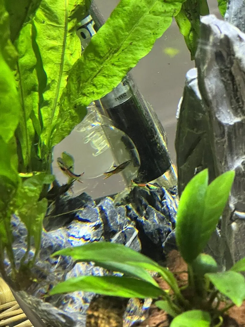 biOrb HALO 30 akvarium 30 liter MCR-ljus grå