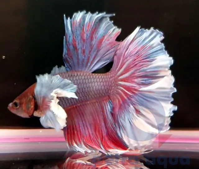 Näsets Ciklidhobby Betta spl. male halfmoon bicolor big ears XL