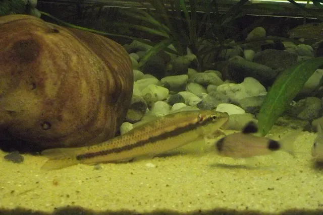 Gyrinocheilus aymonieri algätare 4–6 cm