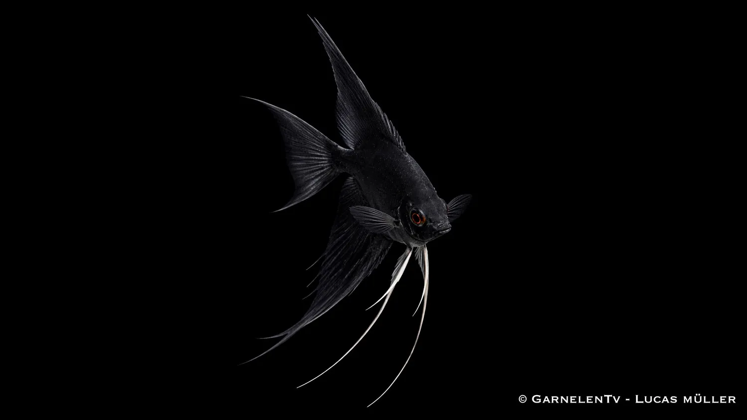 Garnelen TV skalar svart Pterophyllum scalare ciklid