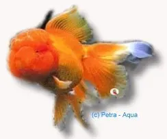 Näsets Carassius auratus Lion Head guldfisk 8–9 cm