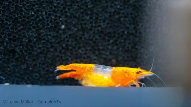 Garnelen TV Orange Rili Sakura räka orange Neocaridina