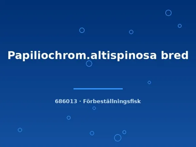 Näsets Altispinosa Papiliochromis fjärilsciklid 4–6 cm