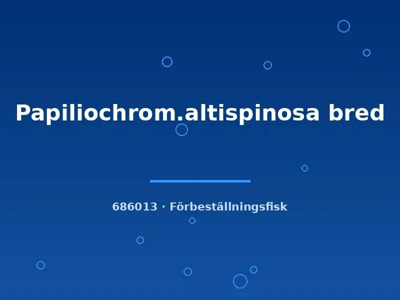 Näsets Altispinosa Papiliochromis fjärilsciklid 4–6 cm