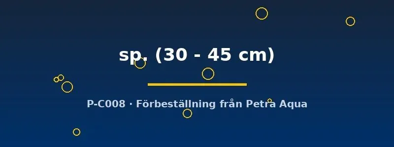 Näsets Sterlet Sturgeon akvariefisk 30–45 cm dammfisk
