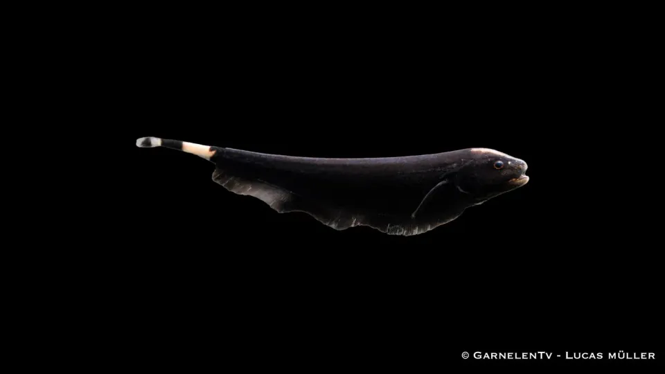 Garnelen TV Apteronotus albifrons vitpannad knivfisk 30 cm