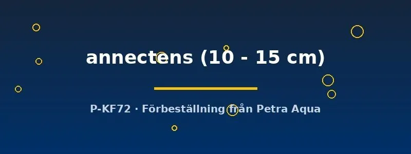 Näsets Ciklidhobby Protopterus annectens lungfisk 10–15 cm