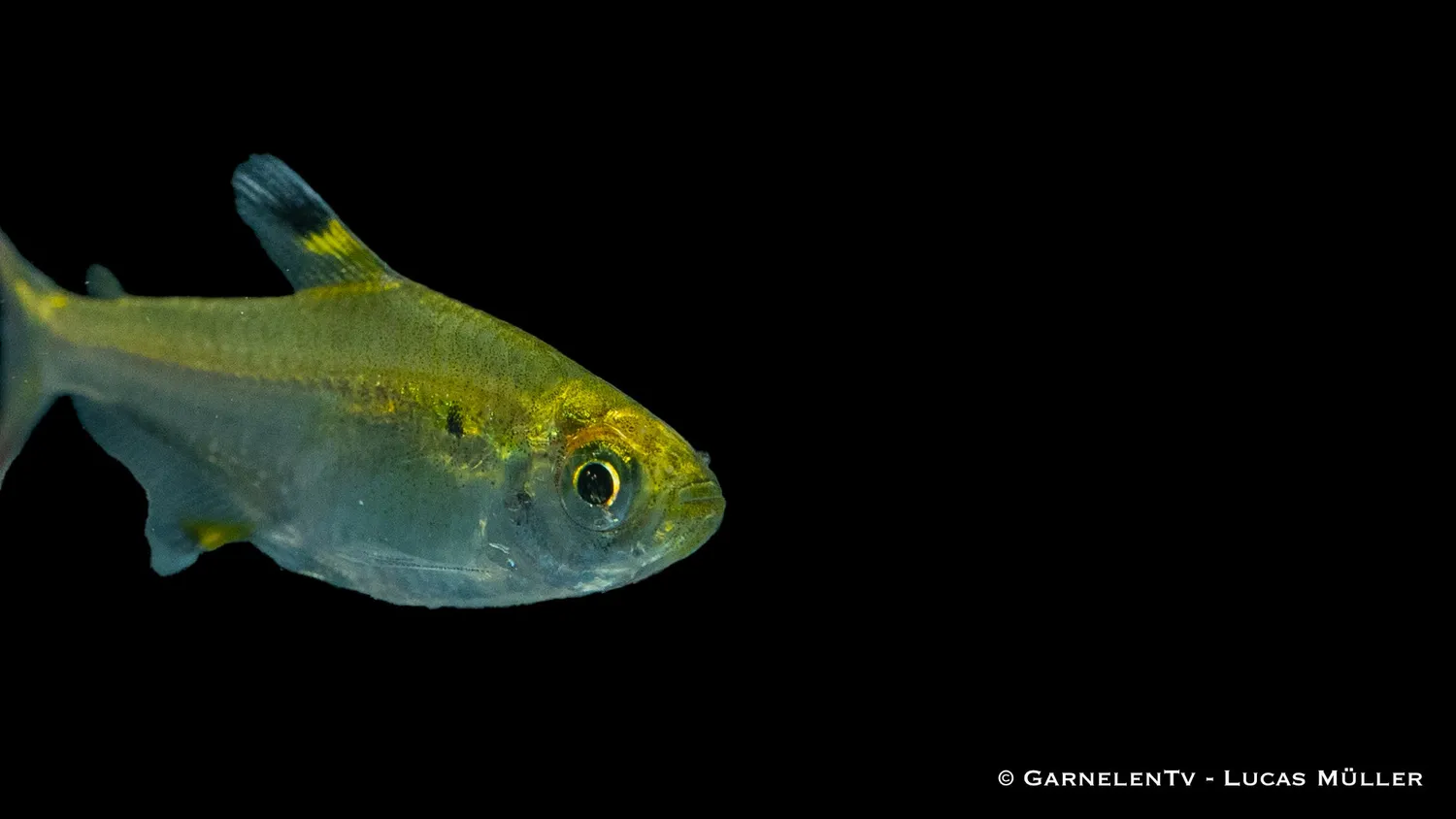 Garnelen TV Sternflecksalmler stimfisk Pristella maxillaris