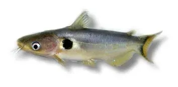 Näsets Ciklidhobby Günthers catfish mal 5–6 cm bottenfisk