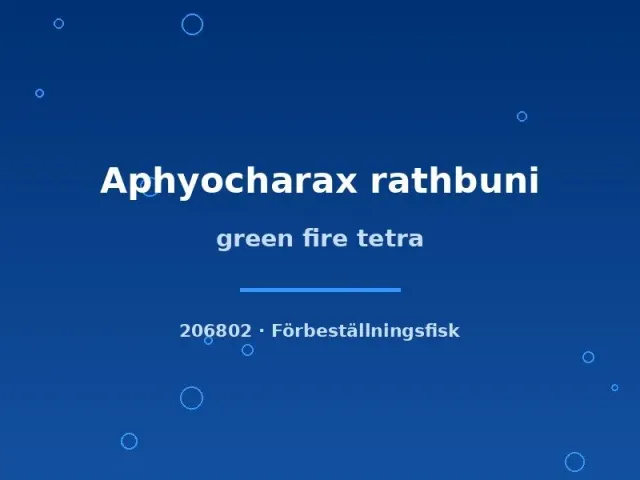 Näsets Ciklidhobby Green fire tetra tetra md stimfisk