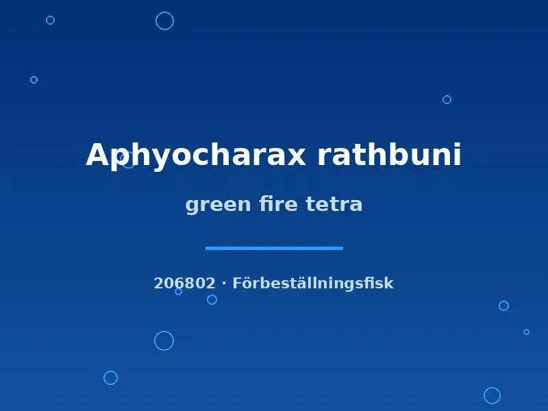 Näsets Ciklidhobby Green fire tetra tetra md stimfisk