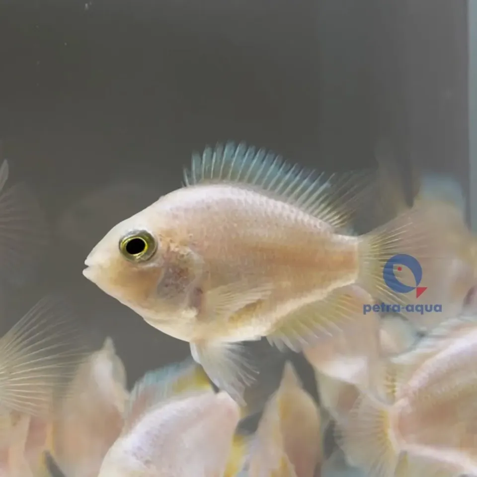 Näsets Hybrid platinum parrot ciklid 5–6 cm vit