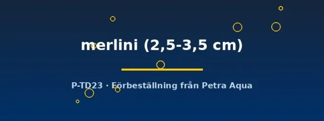 Näsets Pseudhymenochirus merlini 2,5–3,5 cm dvärggroda