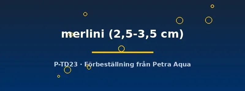 Näsets Pseudhymenochirus merlini 2,5–3,5 cm dvärggroda