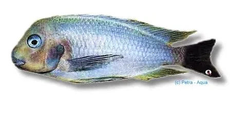 Tropheus polli ciklid 3,5–4,5 cm Tanganyika