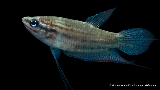 Garnelen TV Knurrande gurami akvariefisk Trichopsis vittata