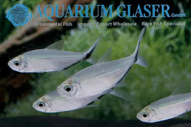 Näsets Ciklidhobby Moenkhausia costae tetra md stimfisk silver
