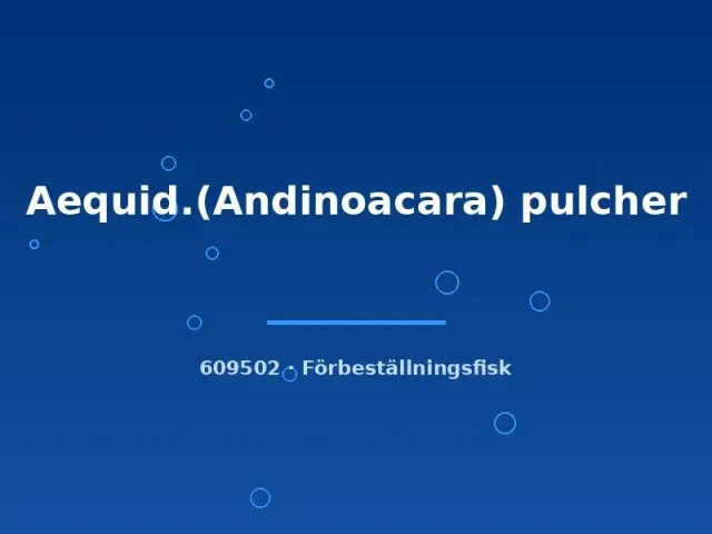 Näsets Ciklidhobby Andinoacara pulcher blå ciklid 5–7 cm
