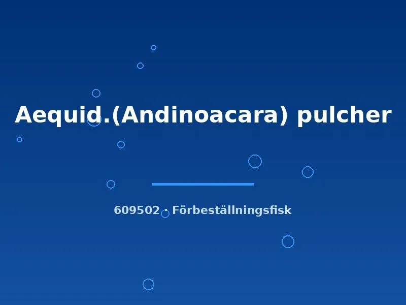 Näsets Ciklidhobby Andinoacara pulcher blå ciklid 5–7 cm