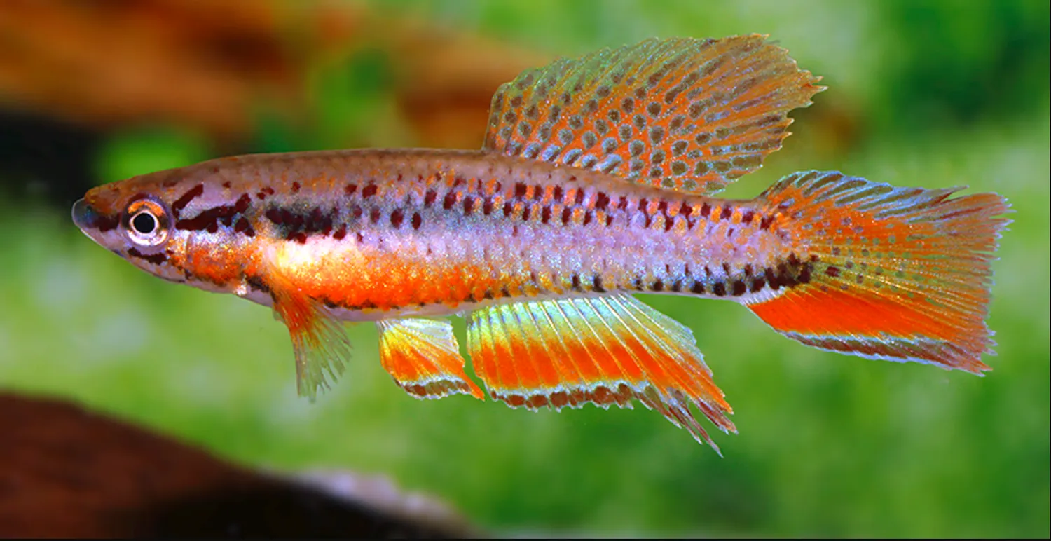 Näsets Ciklidhobby Bivittatum Funge killi 4–5 cm par