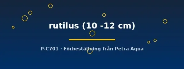 Näsets Ciklidhobby Rutilus rutilus mört 10–12 cm