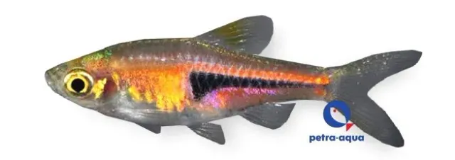 Rasbora hengeli stimfisk 2-2,5 cm glödband