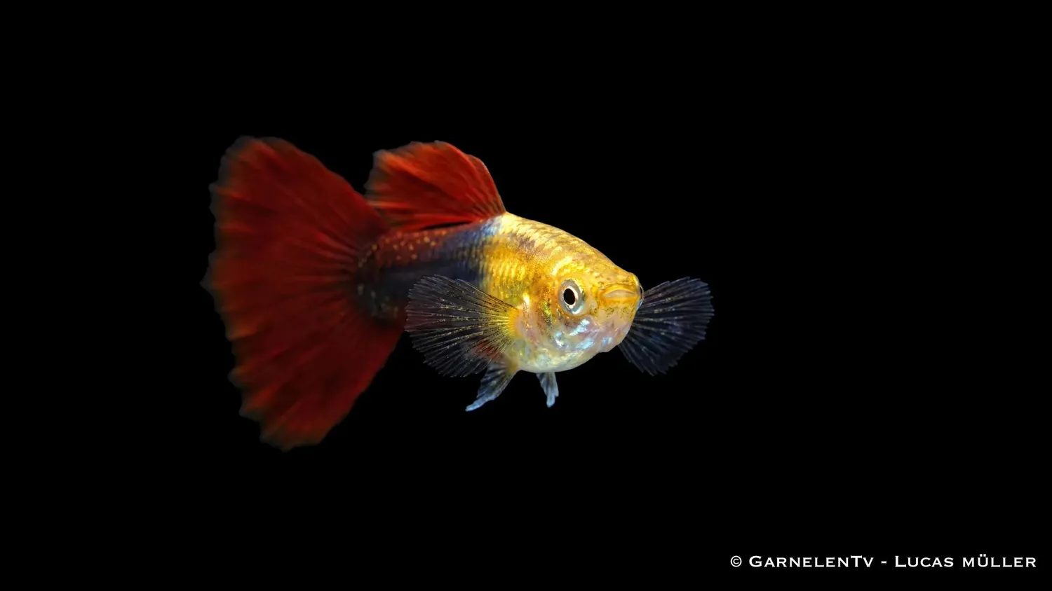 Garnelen TV Guppy Hanmix fisk 20-pack 5 färger