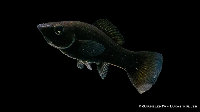 Garnelen TV segelmolly svart Poecilia velifera akvariefisk