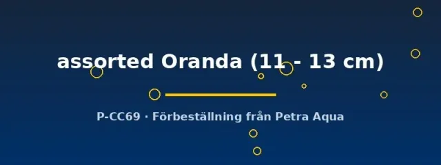 Oranda assorted guldfisk dammfisk 11–13 cm