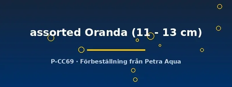 Oranda assorted guldfisk dammfisk 11–13 cm