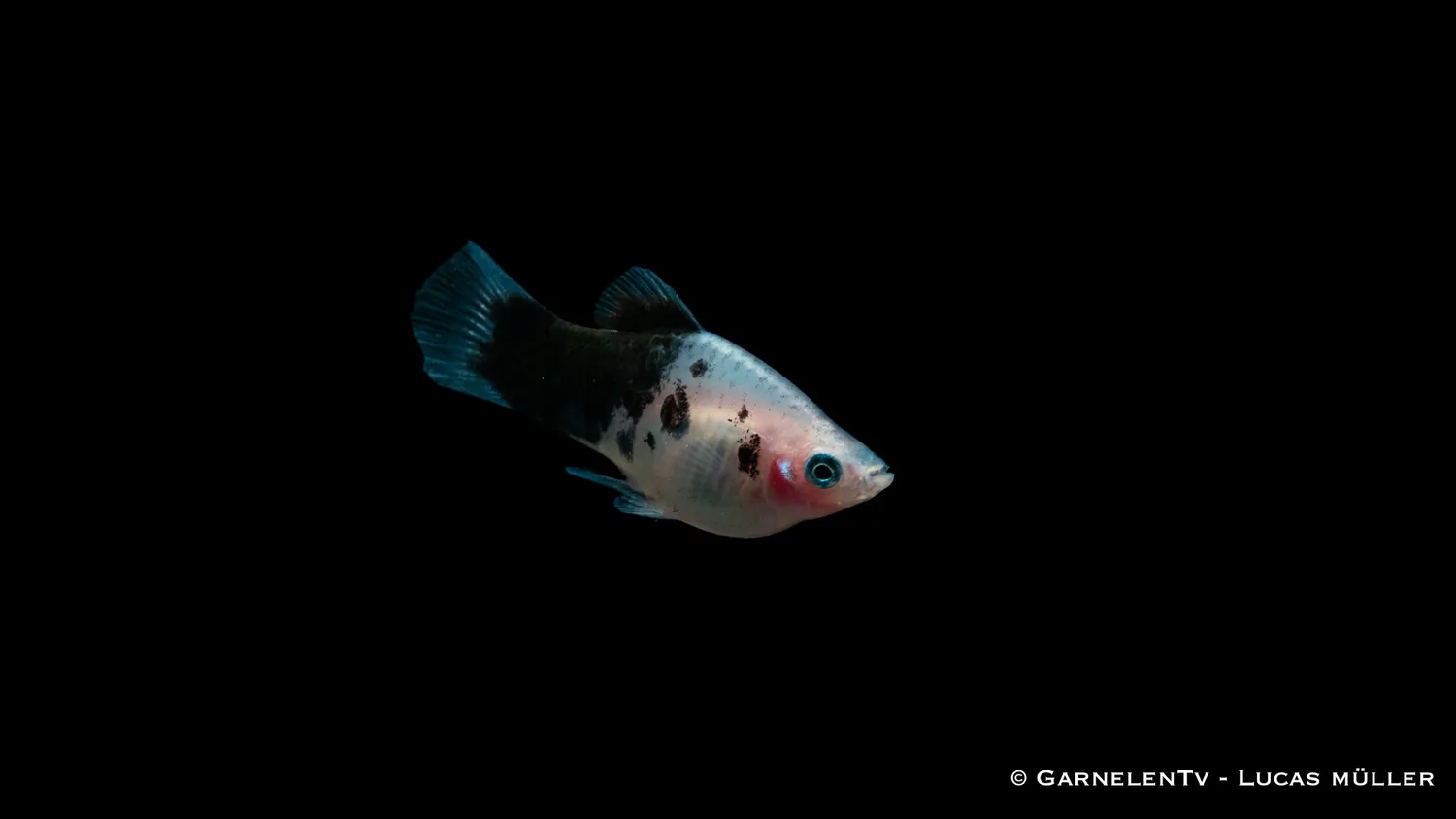Garnelen TV Dalmatiner Xiphophorus maculatus platy