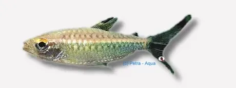 Näsets Ciklidhobby Arnoldichthys spilopterus stimfisk 5 cm