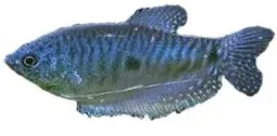 Trichogaster trichopterus sumatra Blue Gourami 4–5 cm lugn