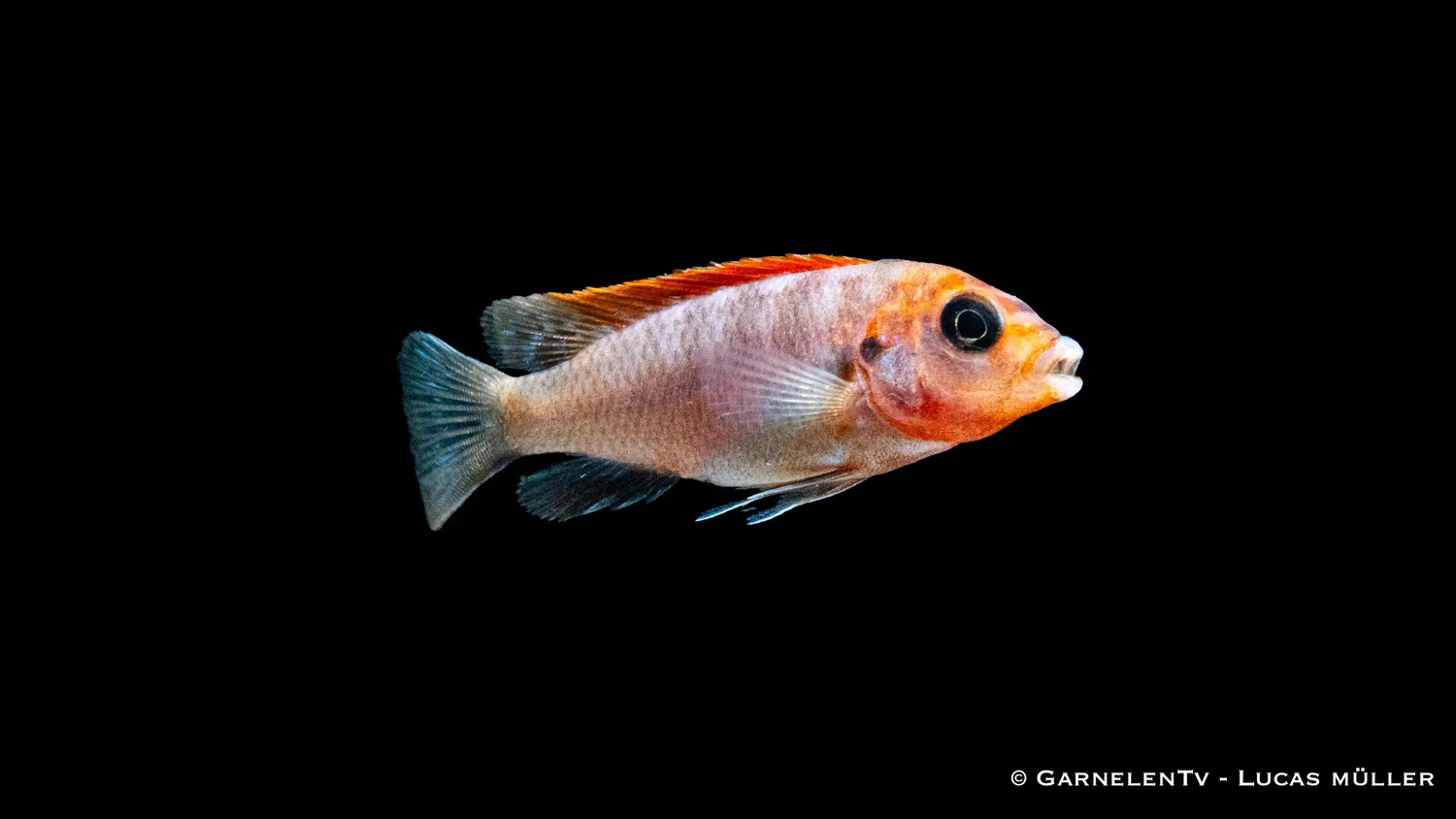 Garnelen TV Labidochromis hongi Red Top ciklid