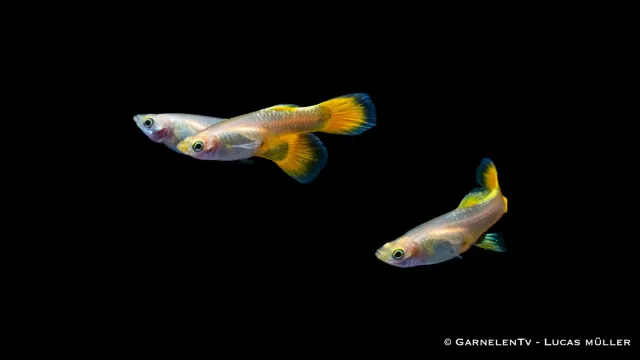 Garnelen TV Poecilia reticulata full gold guppy hona